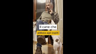 Il cane abbaia agli ospiti ecco cosa fare [upl. by Ennairoc358]