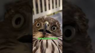 Woman Rescues Utterly Bewildered Hawk [upl. by Camel]