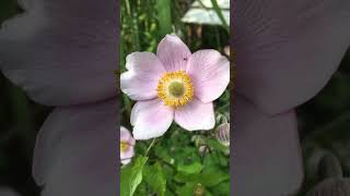 Herbst Anemonen garten [upl. by Noisla]