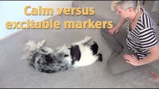 Create calm markers A tip from my dog training seminar [upl. by Teillo]