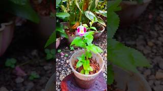 torenia bicolor plant🌱shortvideo kakkapoovuplants wishbone flower [upl. by Pinzler]