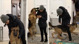 Dog Excited To See Owner After Weeks Apart [upl. by Wexler239]