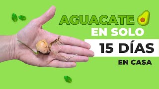 Cómo Germinar Aguacate 🥑 Muy Rápido y ¡Fácil [upl. by Ellynn]