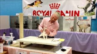 TICA Cat Show Judging [upl. by Llerret]