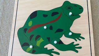 Montessori Culture and ScienceIntroducing Parts Of The Frog Lesson [upl. by Asilrak]