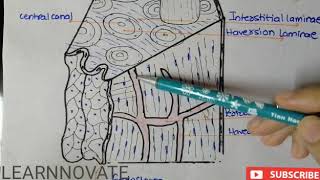 Haversian System Structure Diagram and Function [upl. by Heigl]