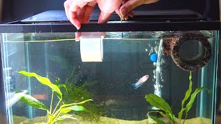 TEACHING My BABY BETTA NEW Fish TRICKS [upl. by Imar402]