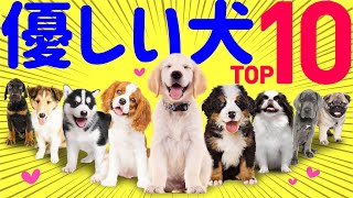 【❤️性格が優しい犬種ランキング】専門家や飼い主の声、歴史的特性まとめ [upl. by Foscalina821]