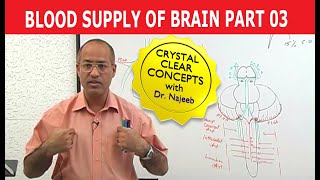 Blood Supply of Brain  Circle of Willis  Part 311 [upl. by Siravrat]