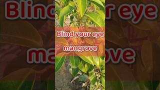 Excoecaria agallocha  Blinding Tree  Gewa  mangrove plantidentification [upl. by Yager858]