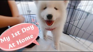 Samoyed Puppy First Day at Home  HaSo Cute [upl. by Myrtia]