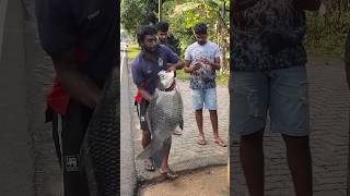 Amazing 20 kg katla fish cutting fishing bigfish fisherman shorts viralshorts fishcuting [upl. by Yenar]