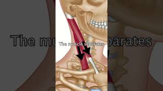 The Sternocleidomastoid Muscle [upl. by Arahk]