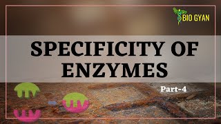 Enzymes part4  Specificity of Enzymes [upl. by Anoyek]