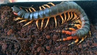 Brazilian giant centipede S v viridicornis [upl. by Pedro233]