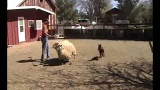 14weekold German Shepherd Dog Kita works sheep for first time [upl. by Orteip]