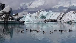 Barnacle Geese at Jökulsárlón Glacier Lagoon in Iceland [upl. by Sherj524]