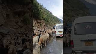 Welcomed by herd of sheeps kashmir neelumvalley viralshort [upl. by Marks]