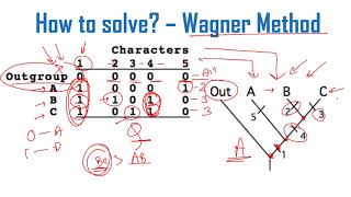 Cladogram analysis Problems and solutions for CSIR NET exam [upl. by Derwin146]