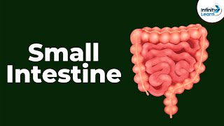 Small Intestine  CBSE 11 [upl. by Ninazan]