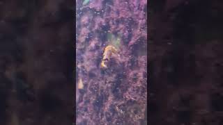 Dwarf Seahorses Eating Copepods from Aquarium Back Wall [upl. by Ttelracs]