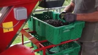 Aronia Berry Services Harvest Day 2016 [upl. by Enutrof]