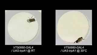 Neuronal Control of Drosophila Walking Direction [upl. by Idroj]