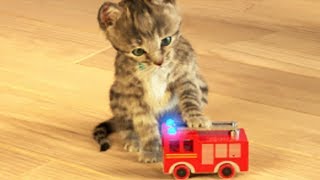 Little Kitten My Favorite Cat  Play Fun Cute Kitten Pet Care Mini Games For Children [upl. by Annaek]