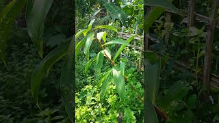 Costus plants short viral plants [upl. by Olumor]