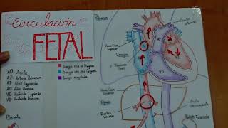 ¿Qué entendemos por Ductus Arterioso Persistente [upl. by Alanson872]