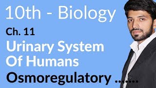 Class 10th Biology Chapter 11  Osmoregulatory Function of Kidney  10th Class Biology Chapter 2 [upl. by Plafker]