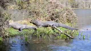 Alligators at Wakulla Springs [upl. by Yrekaz]