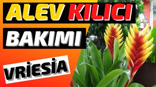 ALEV KILICI BAKIMI  VRİESİA [upl. by Ahsinej500]