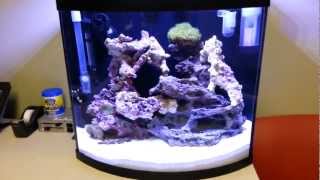 16 Gallon Bow Front Nano Marine Aquarium JBJ unibodyWeek 3 [upl. by Atiuqel]