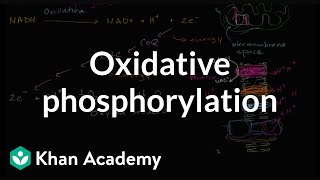 Oxidative phosphorylation and the electron transport chain  Khan Academy [upl. by Donaghue280]