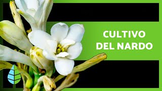 CUIDADOS del NARDO Polianthes Tuberosa 🌸 ¡Sustrato Riego Ubicación y más [upl. by Nottage]