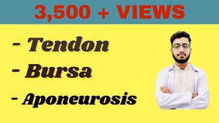 Tendon  Aponeurosis  Bursa in Detail DoctorAbdulQadeer [upl. by Lida668]