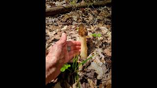 Morchella semilibera  Halffree morel mushroom mushrooms fungi [upl. by Marve]