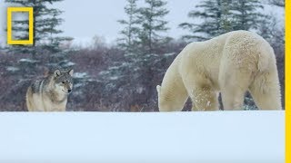 Wolf Pack Takes on a Polar Bear  Ep 1  Wildlife The Big Freeze [upl. by Effy286]