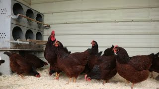 Rhode island red chickens  RIR  rode island red heritage  RIR heritage 🐓🐓🐓 [upl. by Ocirled]