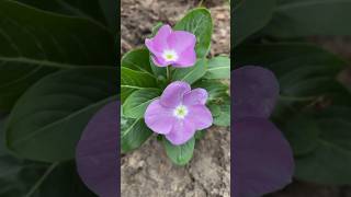 Plant ID Madagascar Periwinkle aka Vinca Bright Eyes Old Maid  SHORT naturesounds purpleflower [upl. by Rimas942]