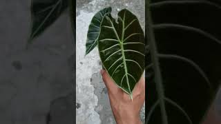 Alocasia watsoniana glossy  Fazza Nursery  popular plants [upl. by Fancie]