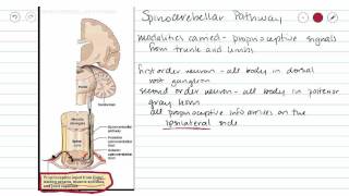 Spinocerebellar Sensory Pathway [upl. by Rol]