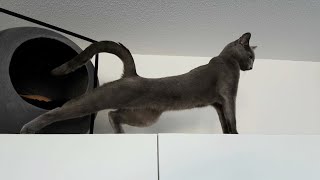 Ultimate compilation of stretching cats [upl. by Yenahteb]