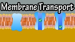 Cell Membrane Transport  Transport Across A Membrane  How Do Things Move Across A Cell Membrane [upl. by Adnaram]