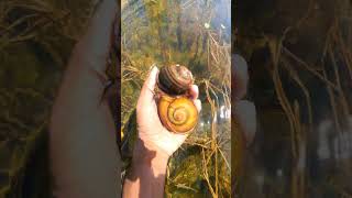 Most beautiful place SNAILS living  Big snails catching by hand naturelovers snail natural [upl. by Llerrahs]