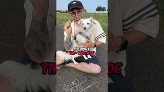 Wer gewinnt TikTakToe gegen meinen Hund djineo hund vlog [upl. by Allyce189]