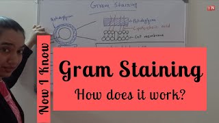 Gram Staining of Bacteria Principle Procedure amp Mechanism [upl. by Gaskins]