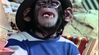 Lancelot Link Secret Chimp Teaser Video OFFICIAL [upl. by Adnilrem]