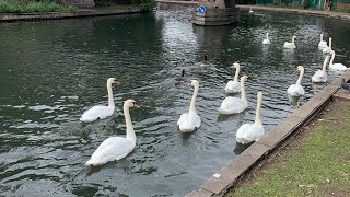 Newbury Victoria Park and Canal Walk [upl. by Ballinger]